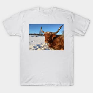 Scottish Highland Cattle Cow 2277 T-Shirt